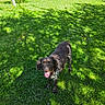 Robby participe au concours pour gagner de l'argent avec cette photo : dog, grass, outdoor, sunlight, tree, shadow, flower, nature, pet, animal, tongue_out, brown_color, white_spots, happy, summer, field, greenery, playful, daytime, canine