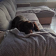 Robby a rejoint le concours — aidez-le/la à gagner de superbes lots ! dog, brown_dog, couch, blanket, indoor, window, sofa, relaxed, pet, home, furniture, tile_floor, natural_light, resting, cozy, living_room, domestic_animal, animal, comfort, blanket_texture