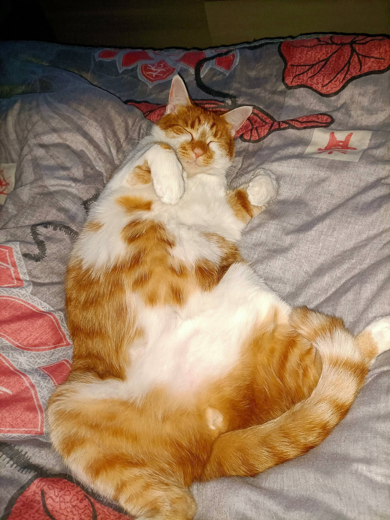 Obi-wan participe au concours pour gagner de l'argent avec cette photo : bed, carnivore, cat, comfort, domestic_short_haired_cat, fawn, felidae, fur, linens, paw, small_to_medium_sized_cats, tail, whiskers