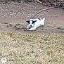 dog, pet, outdoor, grass, dirt, leash, white_and_black, resting, loaf_pose, small_dog, canine, backyard, collar, lying_down, ground, centered_subject, blurred_background, daytime, looking_at_camera, watermark