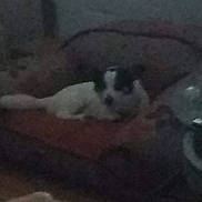 Buddy joined the competition — help win amazing prizes! dog, pet, couch, indoor, low_light, blur, grainy, lying_down, cushion, furniture, living_room, sleeping, black_and_white, small_dog, head, tail, bedding, home, nighttime, noise