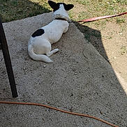 Buddy joined the competition — help win amazing prizes! back_view, black_spot, burnt_firepit, chair_leg, collar, concrete, debris, dog, ears, grass, leash, outdoor, patio, resting, shadow, sunlight, tennis_ball, timestamp, white_dog, yard