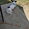 back_view, black_spot, burnt_firepit, chair_leg, collar, concrete, debris, dog, ears, grass, leash, outdoor, patio, resting, shadow, sunlight, tennis_ball, timestamp, white_dog, yard