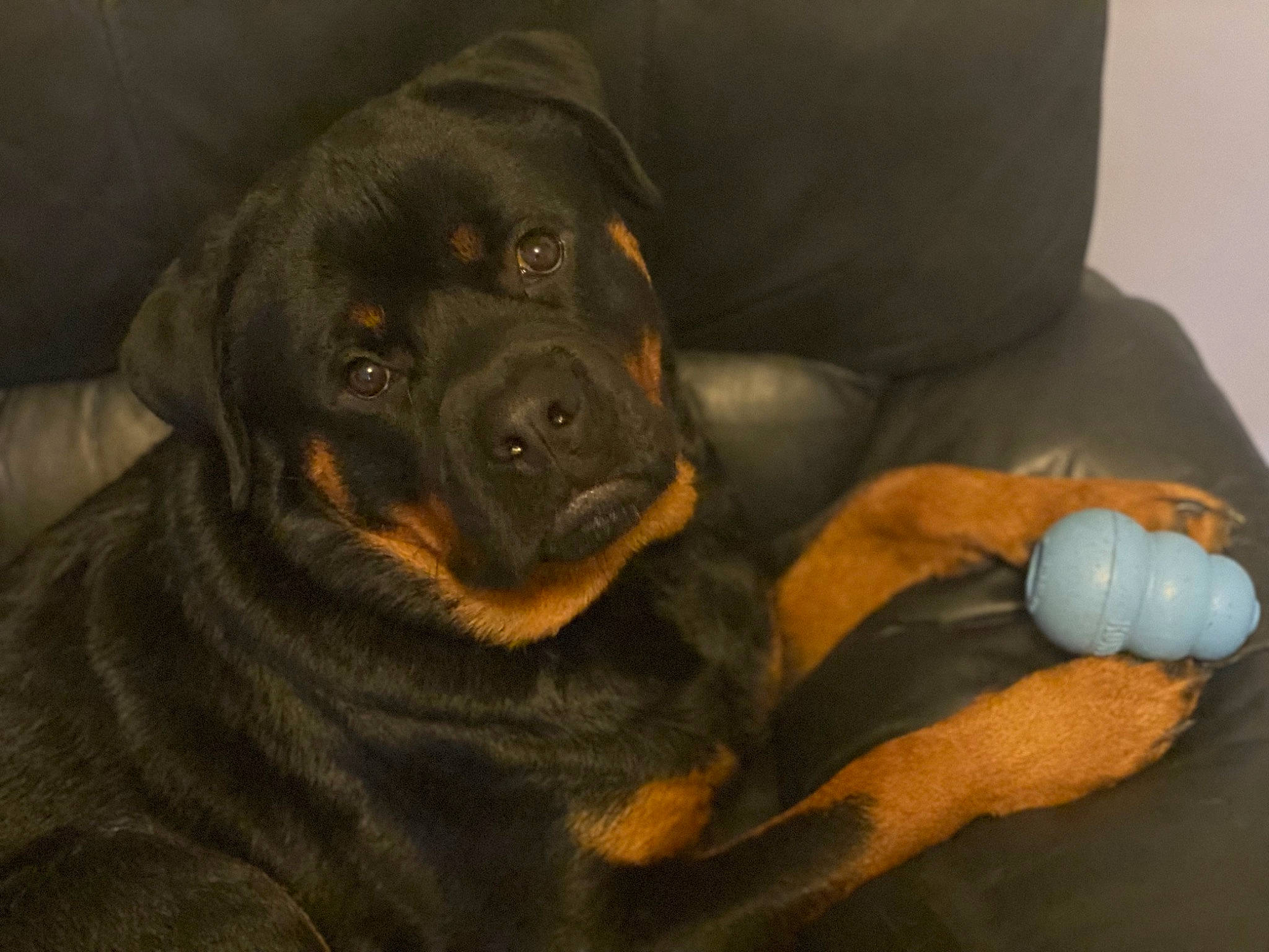 Narkos a rejoint le concours — aidez-le/la à gagner de superbes lots ! borador, canidae, carnivore, comfort, companion_dog, dog, dog_breed, fur, guard_dog, hunting_dog, rottweiler, sporting_group, tail, terrestrial_animal, whiskers, working_animal, working_dog