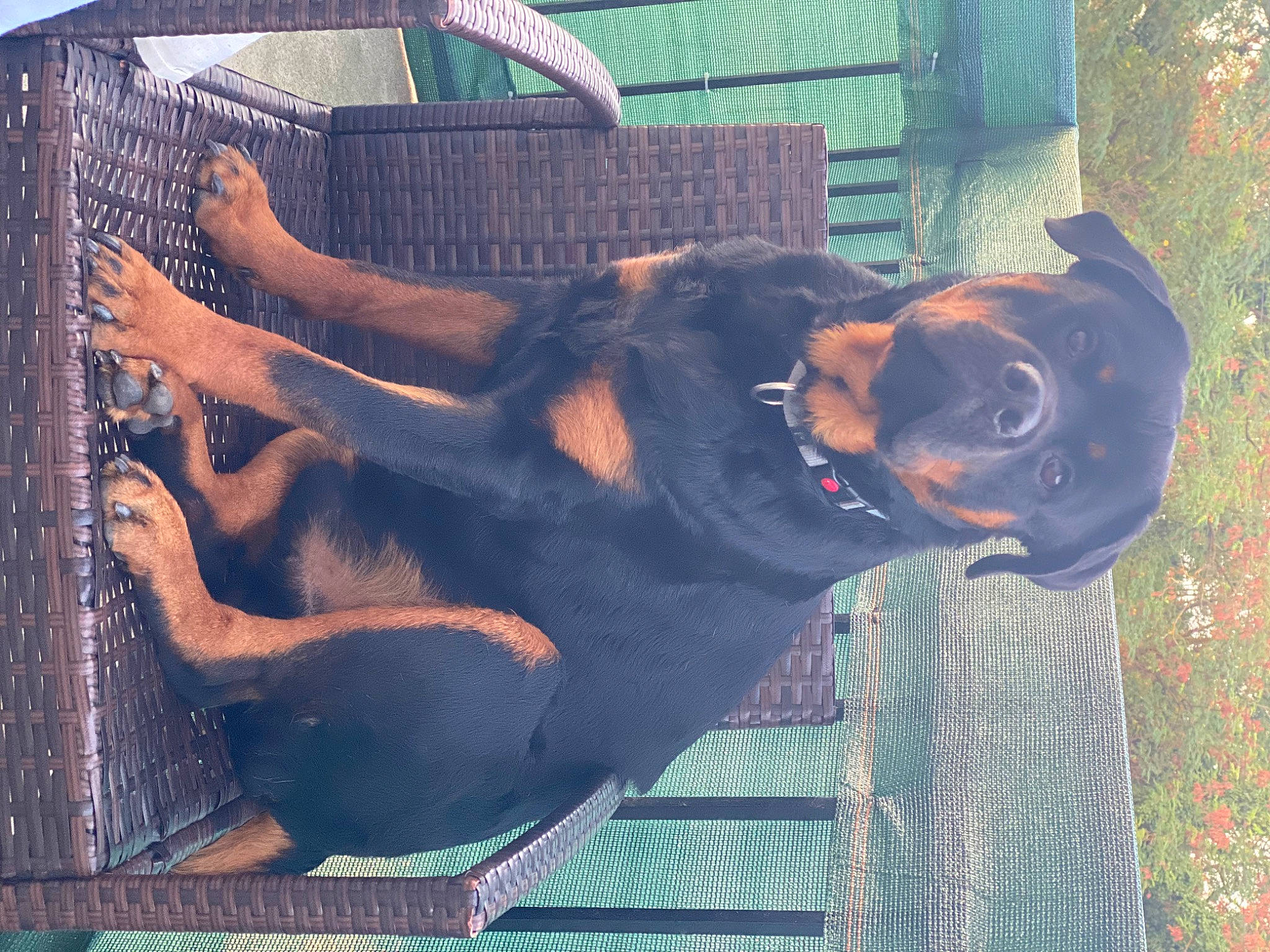 Narkos a rejoint le concours — aidez-le/la à gagner de superbes lots ! canidae, carnivore, collar, companion_dog, dog, dog_breed, dog_collar, dog_supply, ear, guard_dog, hound, liver, metal, montenegrin_mountain_hound, pet_supply, sporting_group, tail, tints_and_shades, working_animal, working_dog