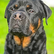 Narkos participe au concours pour gagner de l'argent avec cette photo : animal, appenzeller, boxer, bull, bulldog, canine, cockerspaniel, dog, hound, labradorretriever, pet, pitbull, pointer, policedog, pug, puppy, snout