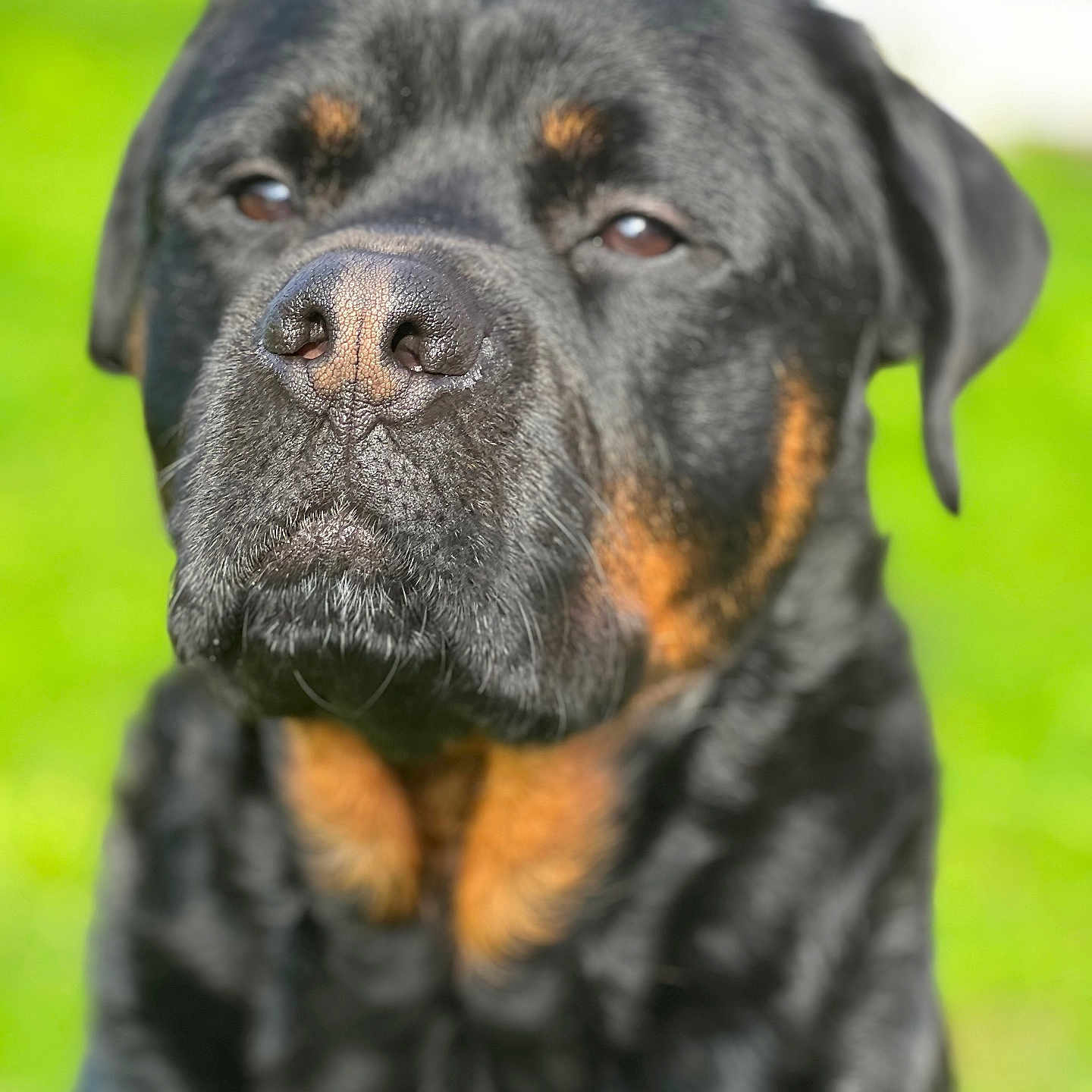 Narkos participe au concours pour gagner de l'argent avec cette photo : animal, appenzeller, boxer, bull, bulldog, canine, cockerspaniel, dog, hound, labradorretriever, pet, pitbull, pointer, policedog, pug, puppy, snout