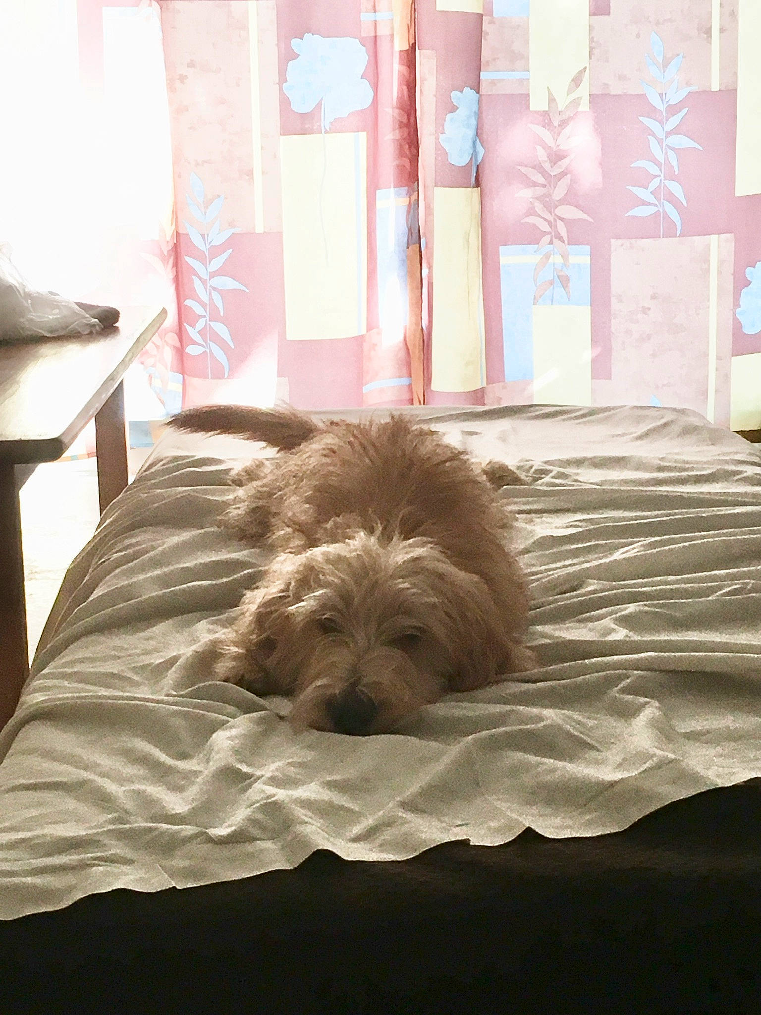 Corail a rejoint le concours — aidez-le/la à gagner de superbes lots ! bedding, canidae, carnivore, chair, comfort, companion_dog, dog, dog_breed, fawn, floor, flooring, fur, hardwood, linens, liver, small_terrier, sporting_group, terrier, toy_dog, wood