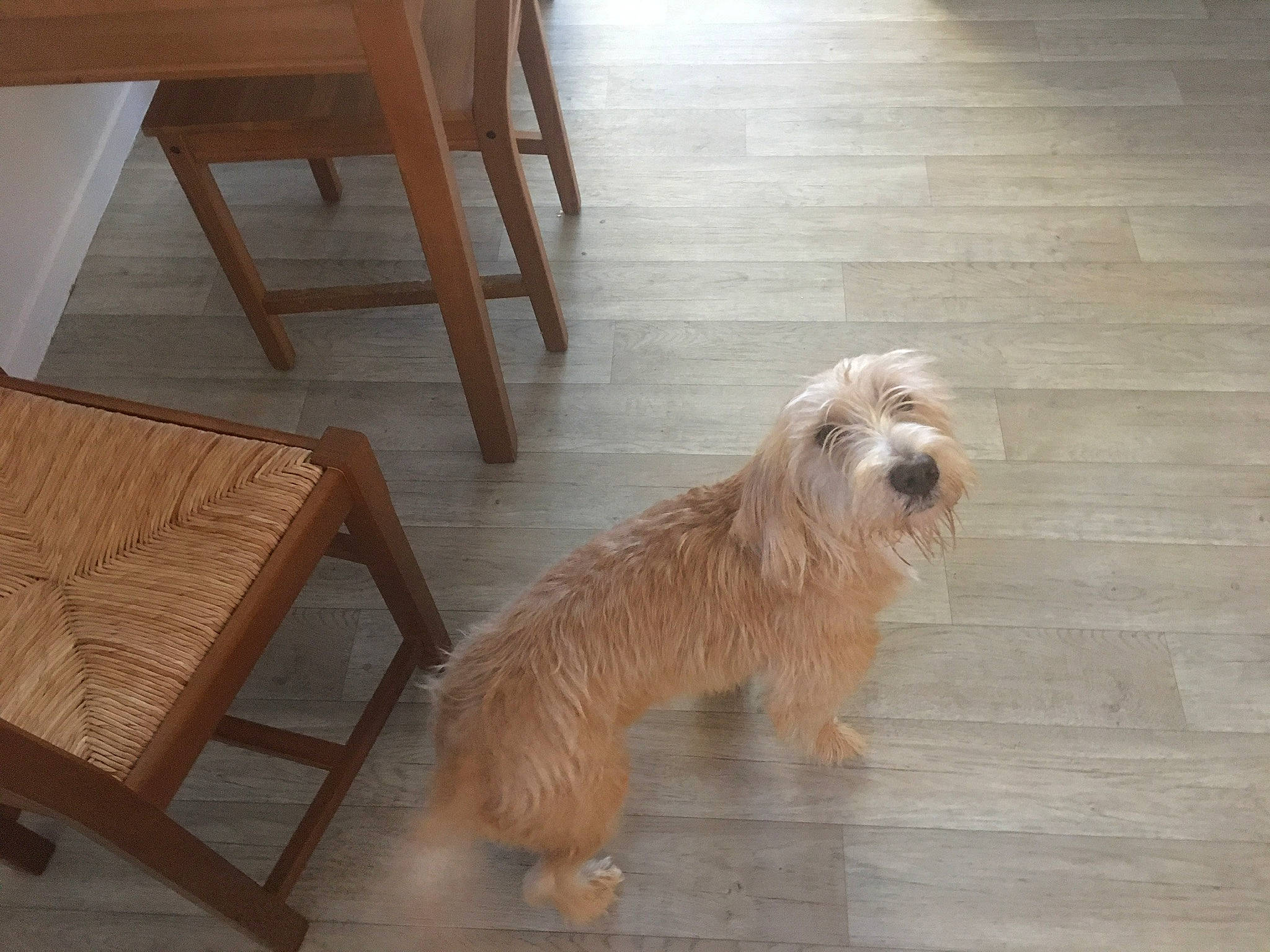 Corail a rejoint le concours — aidez-le/la à gagner de superbes lots ! carnivore, chair, comfort, companion_dog, dog, dog_breed, floor, flooring, fur, hardwood, laminate_flooring, small_terrier, snout, sporting_group, terrier, toy_dog, wood, wood_flooring, wood_stain, working_animal