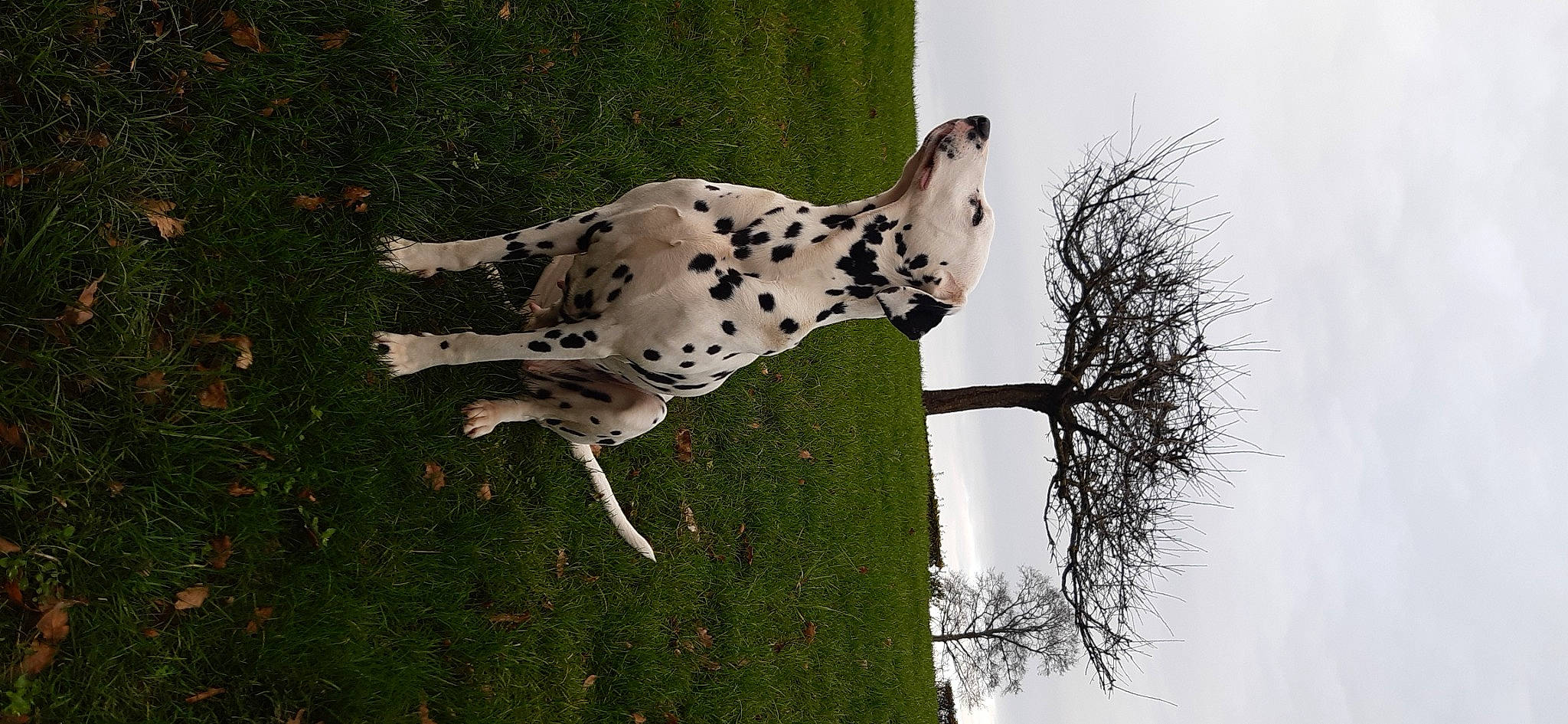 Lolita a rejoint le concours — aidez-le/la à gagner de superbes lots ! branch, canidae, carnivore, companion_dog, dalmatian, dog, dog_breed, hunting_dog, pointing_breed, snout, sporting_group, terrestrial_animal, trunk, twig, working_animal, working_dog