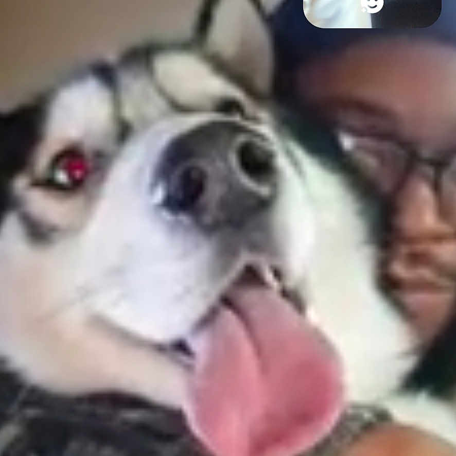 Durango Da Wolfie is registered to the contest to win money with this photo: car_interior, casual, children, close_up, dog, family, fun, glasses, husky, indoor, man, people, pet, portrait, screen, seat, smile, technology, tongue_out, video_call