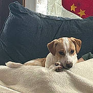 Frank is registered to the contest to win money with this photo: dog, blanket, couch, window, stocking, relaxed, indoor, pet, canine, fur, resting, cozy, home, decor, soft, sleepy, comfortable, animal, brown_and_white, paw