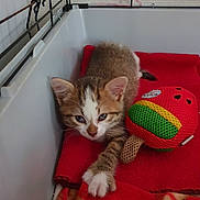 Mini Rose participe au concours pour gagner de l'argent avec cette photo : abyssinian, animal, architecture, bed, blanket, cat, couch, cradle, crib, cushion, den, furniture, homedecor, indoors, infantbed, kitten, manx, pet, plush, toy