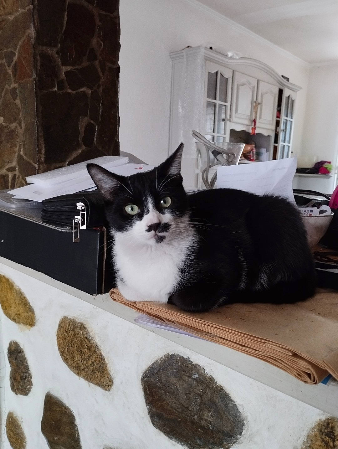 Félix a rejoint le concours — aidez-le/la à gagner de superbes lots ! black_cat, box, carnivore, cat, cat_supply, comfort, domestic_short_haired_cat, felidae, floor, flooring, fur, grey, linens, room, small_to_medium_sized_cats, tail, tree, whiskers, window, wood