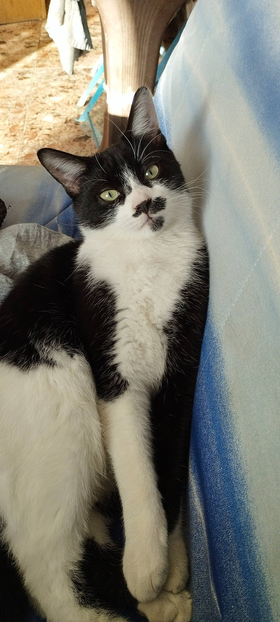 Félix a rejoint le concours — aidez-le/la à gagner de superbes lots ! carnivore, cat, claw, comfort, domestic_short_haired_cat, felidae, foot, fur, paw, sitting, small_to_medium_sized_cats, snout, tail, terrestrial_animal, whiskers