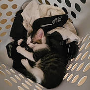 Penny joined the competition — help win amazing prizes! basket, black_and_white, cat, clothes, cozy, curled_up, cute, fur, holes, indoor, kitten, laundry_basket, paw, pet, resting, socks, soft, striped, textile, whiskers