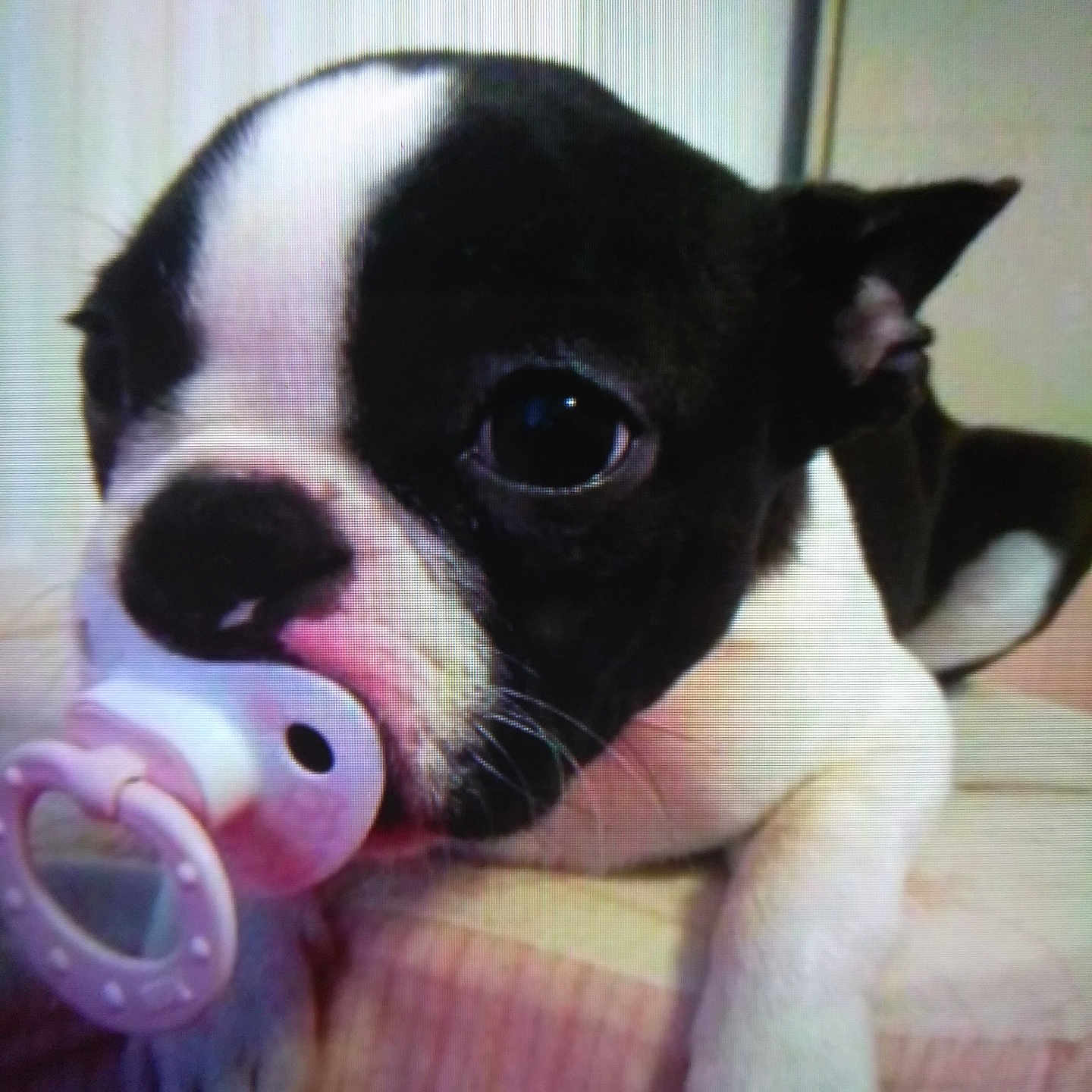 Meeko Lil Turd Clark