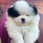 Nyko joined the competition — help win amazing prizes! animal, background_blur, black_ears, black_patch, closeup, cute, dog, domestic_animal, eyes, fluffy, fur_texture, handheld, person_hand, pet, portrait, puppy, small_nose, small_puppy, whiskers, white_fur