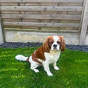 Arlo is registered to the contest to win money with this photo: dog, brown_and_white, grass, lawn, outdoor, pet, canine, fence, sitting, fur, ears, tail, sunlight, nature, animal, domestic, companion, portrait, quiet, garden