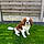 Arlo