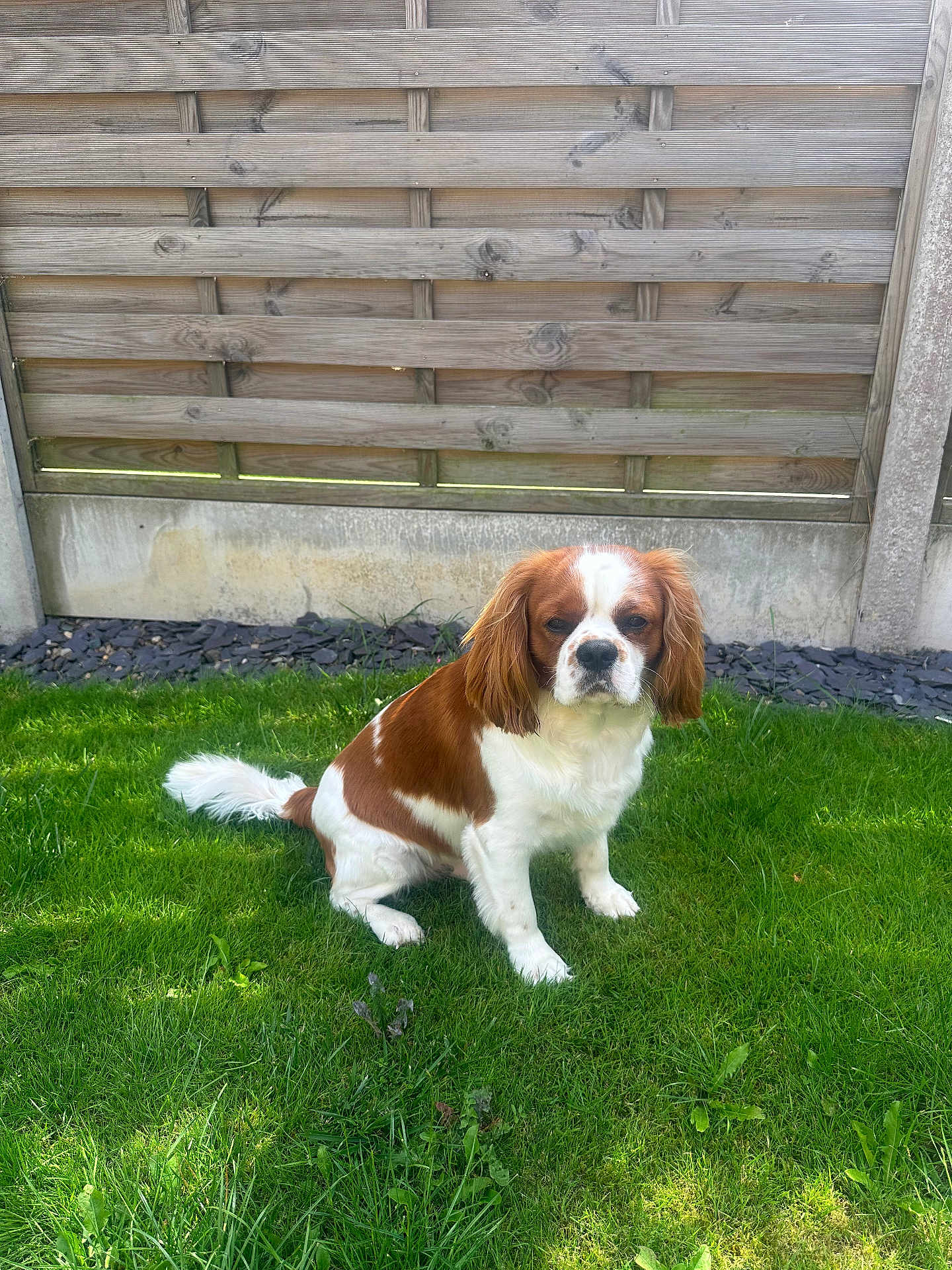 Arlo