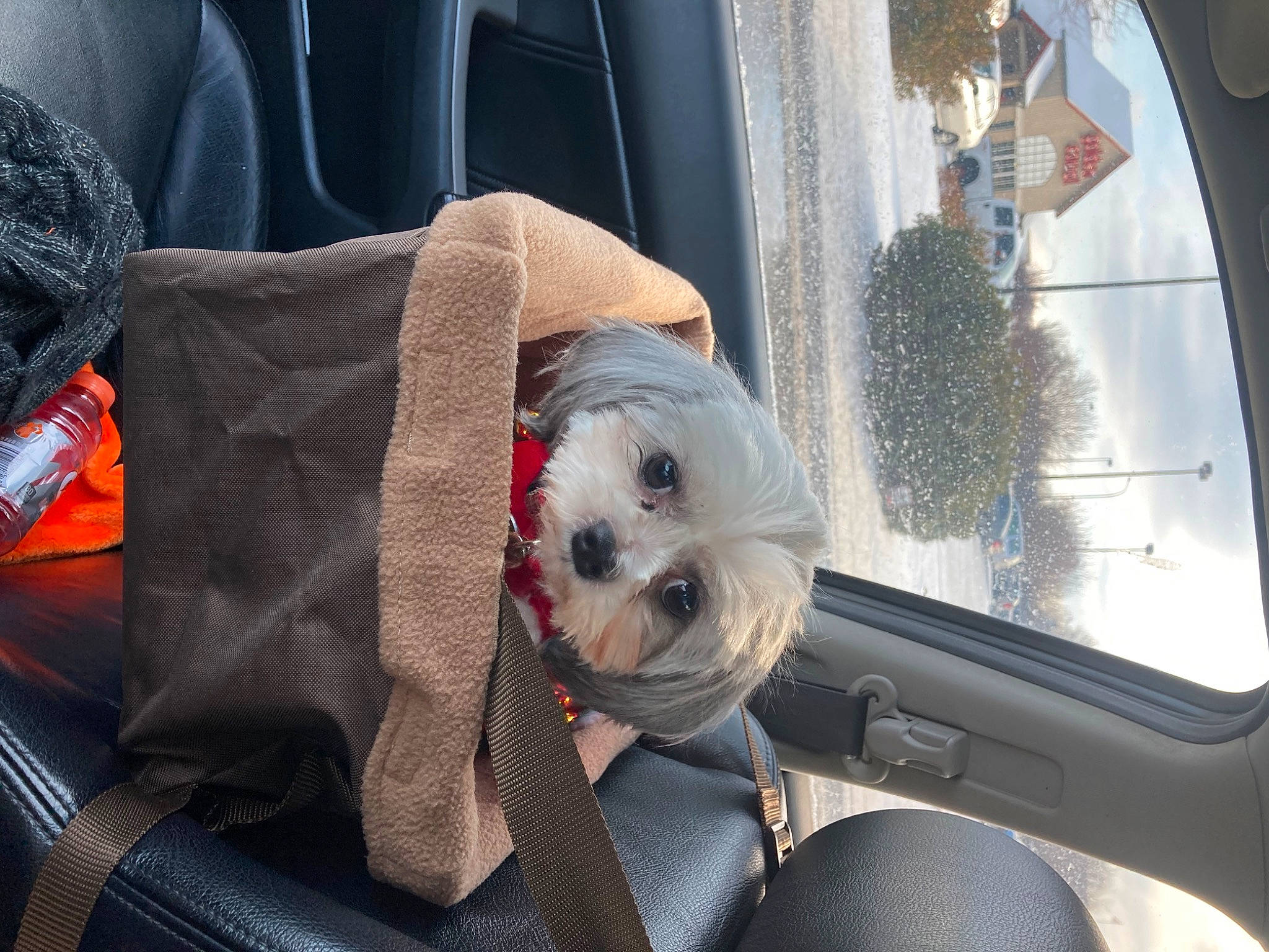 Bailey is registered to the contest to win money with this photo: auto_part, automotive_design, automotive_exterior, canidae, car, car_seat, car_seat_cover, carnivore, comfort, companion_dog, dog, dog_breed, family_car, luxury_vehicle, motor_vehicle, seat_belt, snout, sporting_group, vehicle, vehicle_door