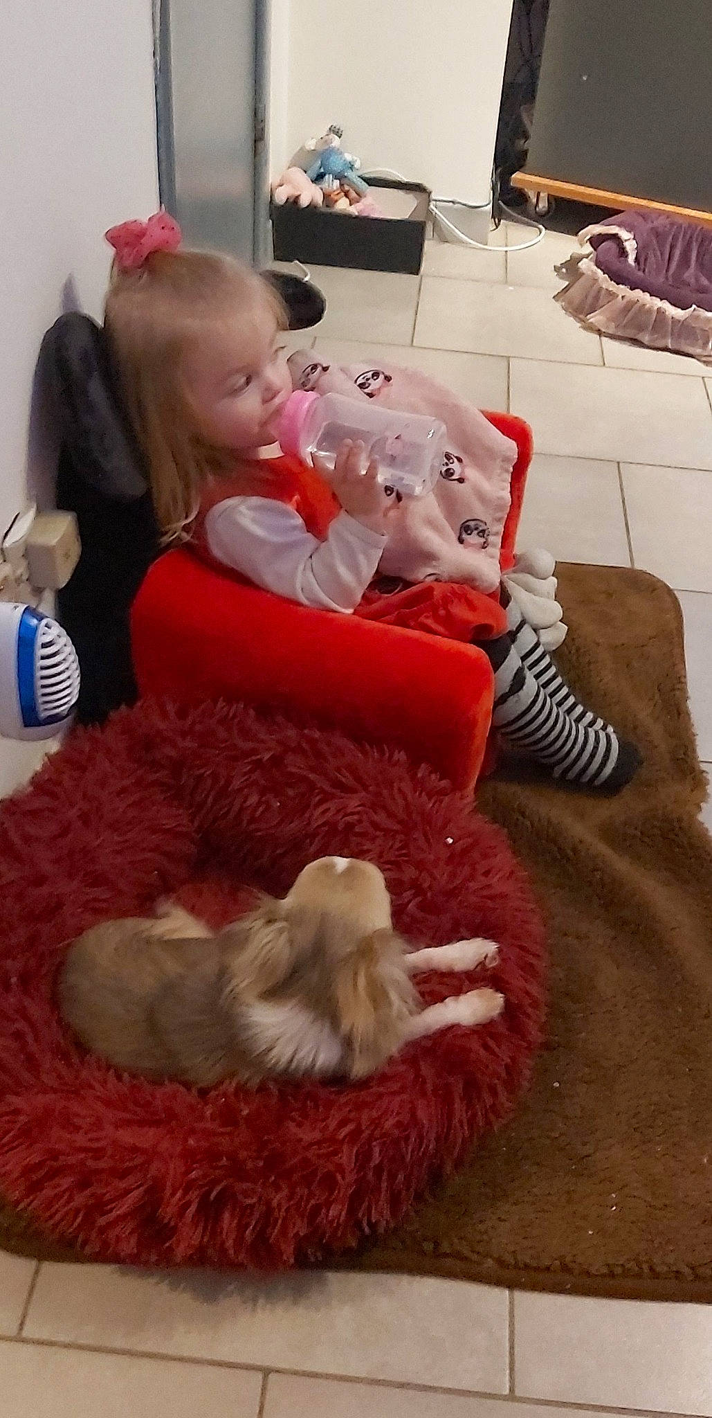 Kelcy participe au concours pour gagner de l'argent avec cette photo : baby, baby_toddler_clothing, child, christmas_eve, comfort, companion_dog, face, felidae, flooring, head, holiday, lap, living_room, mammal, person, room, santa_claus, skin, sock, tail