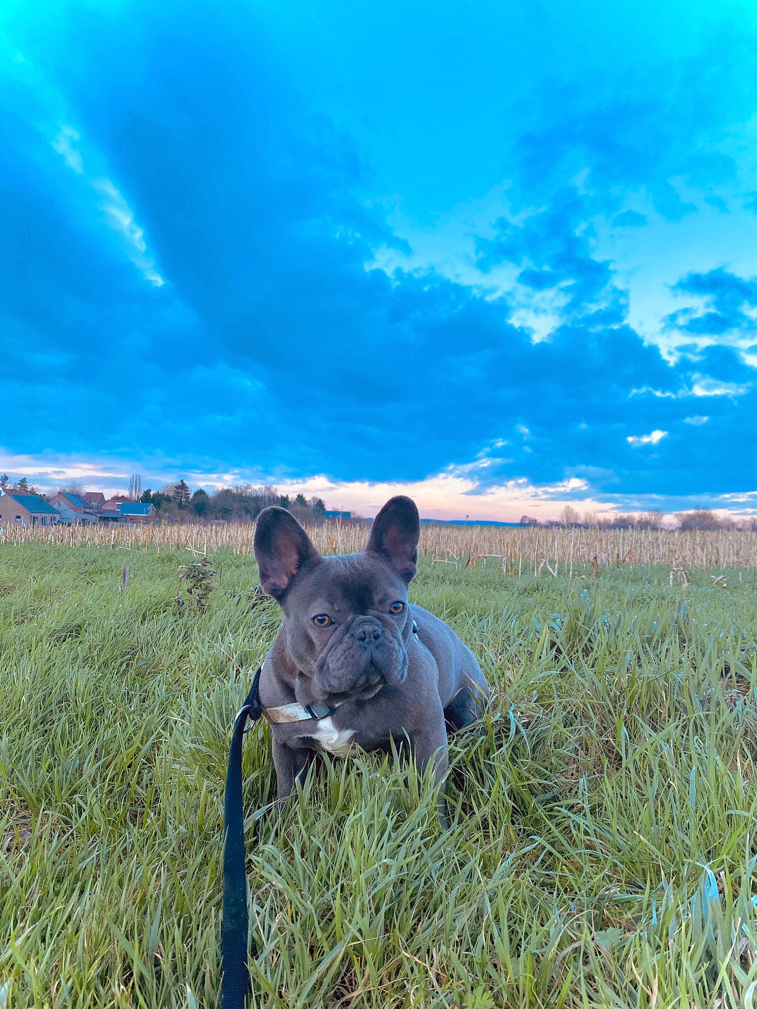 Molly participe au concours pour gagner de l'argent avec cette photo : agriculture, blue, carnivore, cloud, companion_dog, cumulus, dog, dog_breed, fawn, grass, grassland, happy, horizon, landscape, natural_landscape, pasture, people_in_nature, plant, prairie, sky