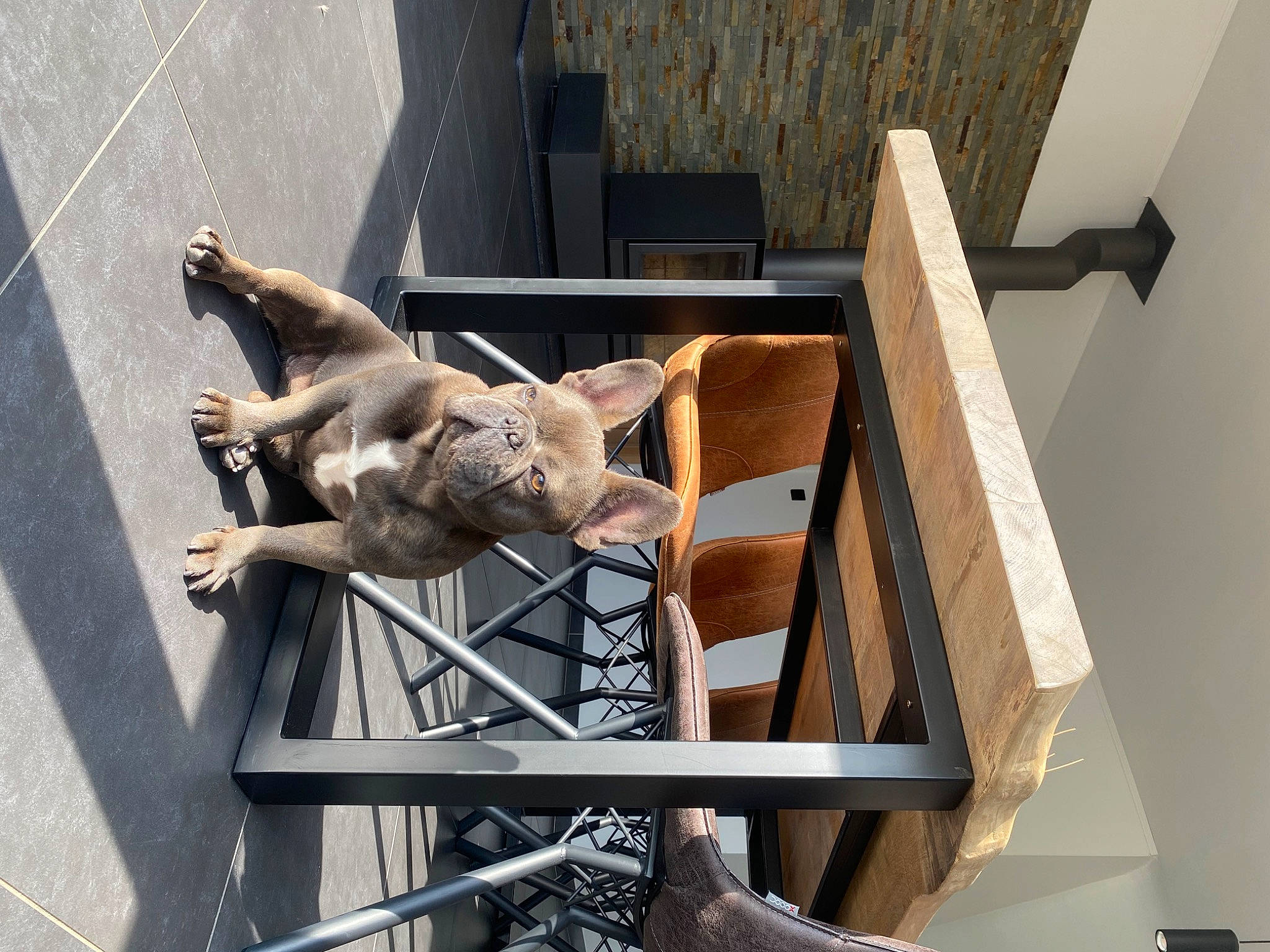 Molly a rejoint le concours — aidez-le/la à gagner de superbes lots ! art, barechested, concrete, fawn, flooring, handrail, hardwood, metal, pet_supply, plywood, sculpture, wood, working_animal