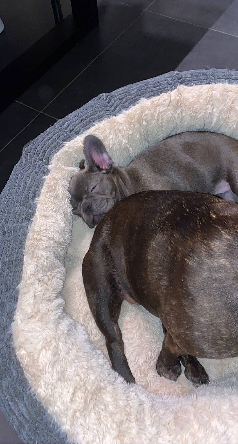 Molly a rejoint le concours — aidez-le/la à gagner de superbes lots ! bulldog, canidae, carnivore, comfort, companion_dog, dog, dog_breed, fawn, felidae, fur, linens, liver, nap, pet_supply, sporting_group, tail, terrestrial_animal, whiskers, working_animal, wrinkle