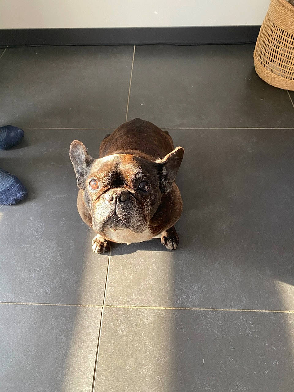 Nana a rejoint le concours — aidez-le/la à gagner de superbes lots ! bulldog, canidae, carnivore, companion_dog, dog, dog_breed, fawn, floor, flooring, french_bulldog, hardwood, road_surface, snout, sporting_group, terrestrial_animal, toy_dog, whiskers, wood, working_animal, wrinkle
