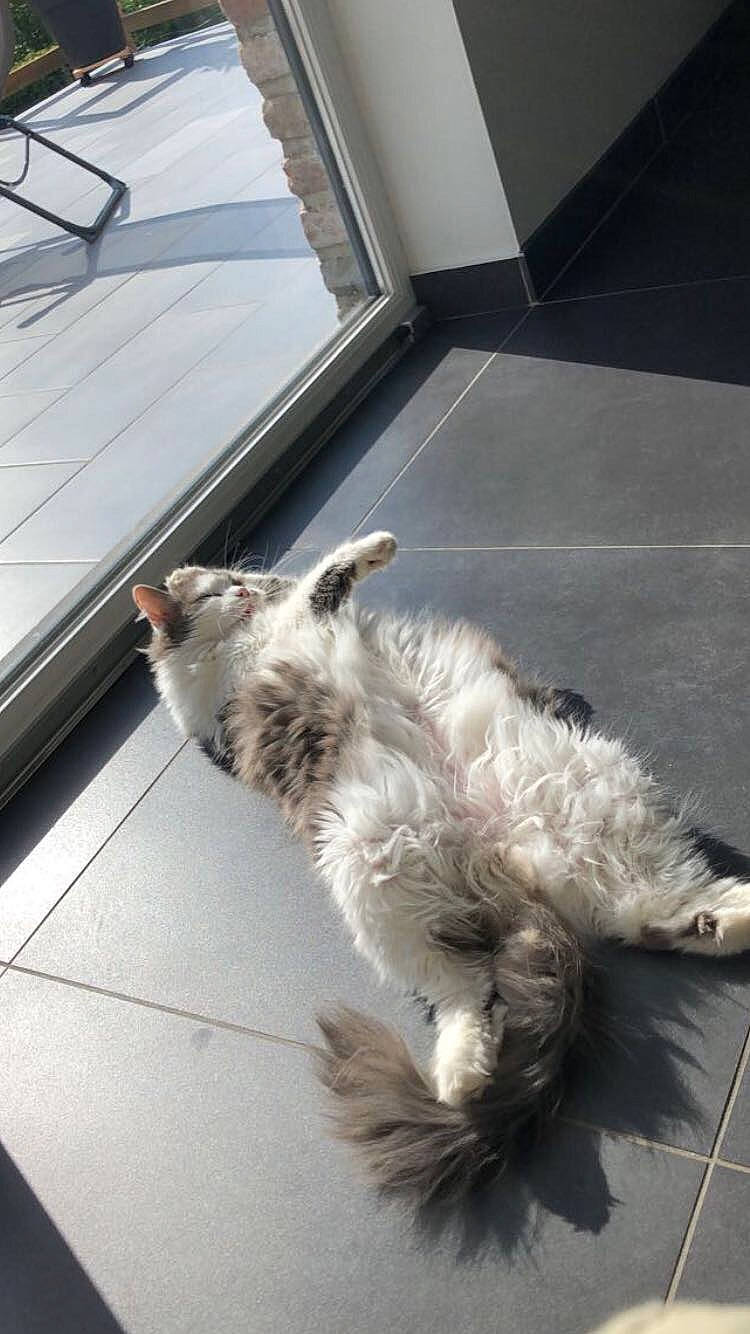 Lilly participe au concours pour gagner de l'argent avec cette photo : asphalt, carnivore, cat, companion_dog, daylighting, dog_breed, felidae, floor, flooring, fur, paw, road_surface, small_to_medium_sized_cats, snout, sporting_group, tail, terrestrial_animal, whiskers, window, wood