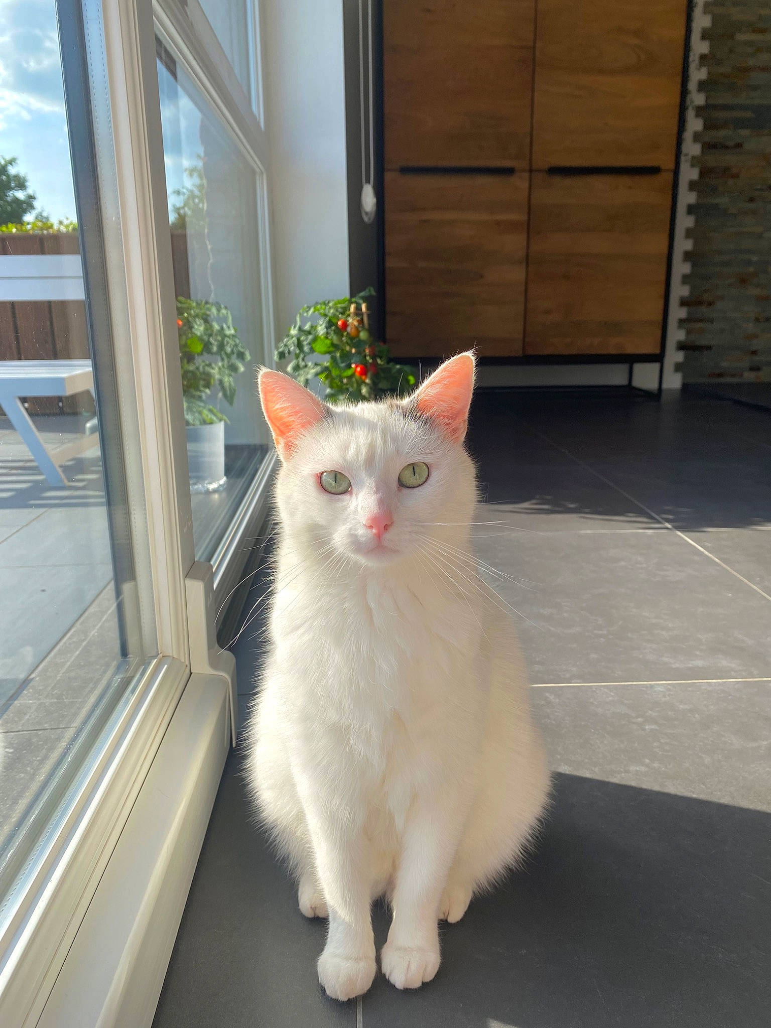 Hoshi a rejoint le concours — aidez-le/la à gagner de superbes lots ! carnivore, cat, domestic_short_haired_cat, door, eye, fawn, felidae, fixture, flooring, fur, home_door, plant, small_to_medium_sized_cats, snout, tail, whiskers, window, wood