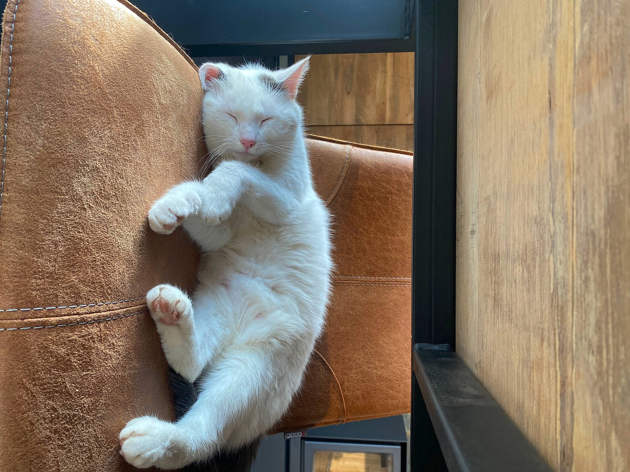 Hoshi participe au concours pour gagner de l'argent avec cette photo : carnivore, cat, cat_furniture, claw, comfort, domestic_short_haired_cat, fawn, felidae, fur, hardwood, paw, sitting, small_to_medium_sized_cats, snout, tail, whiskers, wood