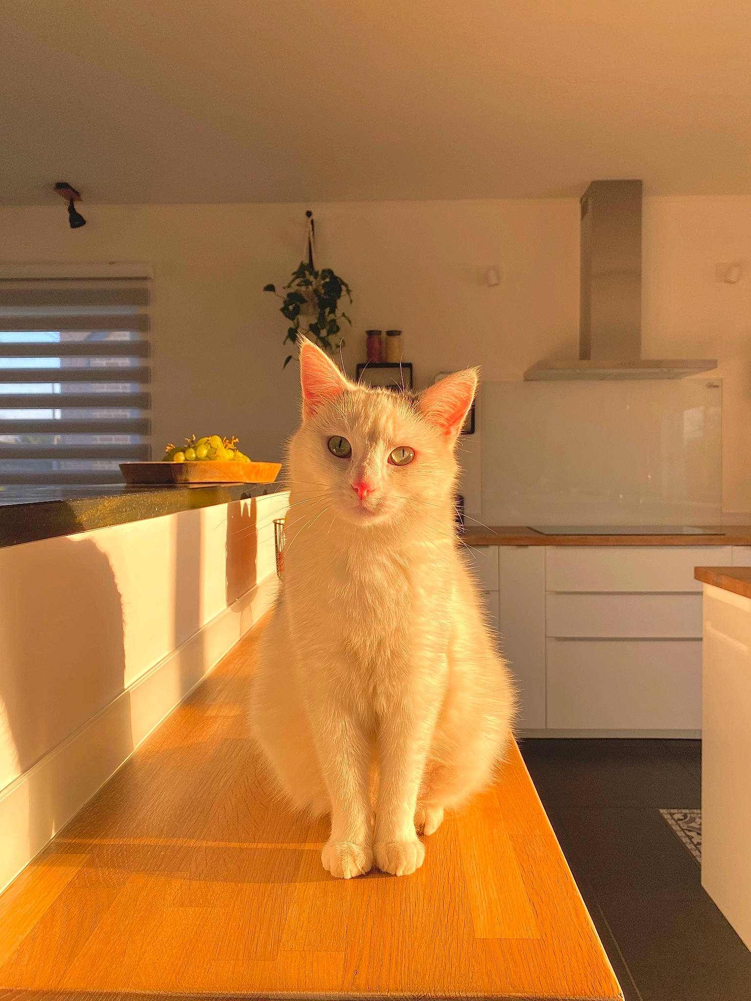 Hoshi participe au concours pour gagner de l'argent avec cette photo : carnivore, cat, comfort, domestic_short_haired_cat, eye, fawn, felidae, flooring, fur, hardwood, head, orange, room, small_to_medium_sized_cats, snout, tail, whiskers, window_blind, wood, wood_flooring