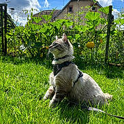 Ozone a rejoint le concours — aidez-le/la à gagner de superbes lots ! animal, architecture, backyard, building, cat, citrusfruit, field, food, fruit, grass, grassland, herbs, nature, outdoors, pet, plant, produce, shelter, summer, yard