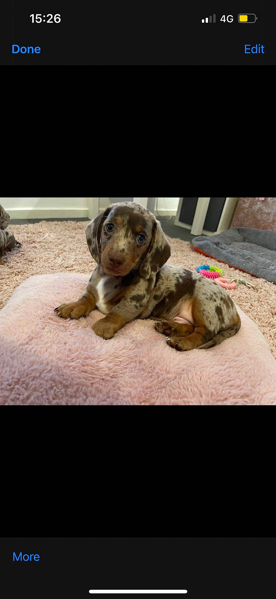 Hugo joined the competition — help win amazing prizes! art, canidae, carnivore, comfort, companion_dog, dog, dog_breed, felidae, fur, paw, photo_caption, rock, snout, soil, sporting_group, tail, terrestrial_animal, toy, wood, wrinkle