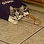 kitten, cat, pet, purple_bag, metro, floor, tile, string, curious, playful, indoors, cabinet, animal, cute, young, feline, paws, ears, whiskers, eyes