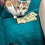 cat, calico_cat, money, currency, dollar_bills, couch, teal_couch, furniture, indoor, pet, curious, animal, whiskers, orange, white, gray, fur, ears, eyes, domestic_cat