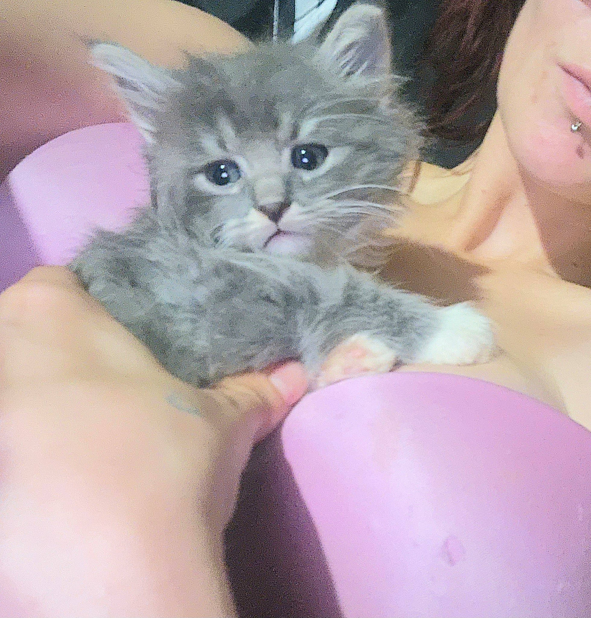 Forest is registered to the contest to win money with this photo: bed, carnivore, cat, child, claw, comfort, domestic_short_haired_cat, ear, felidae, foot, fur, gesture, lap, nail, paw, sitting, small_to_medium_sized_cats, snout, tail, whiskers