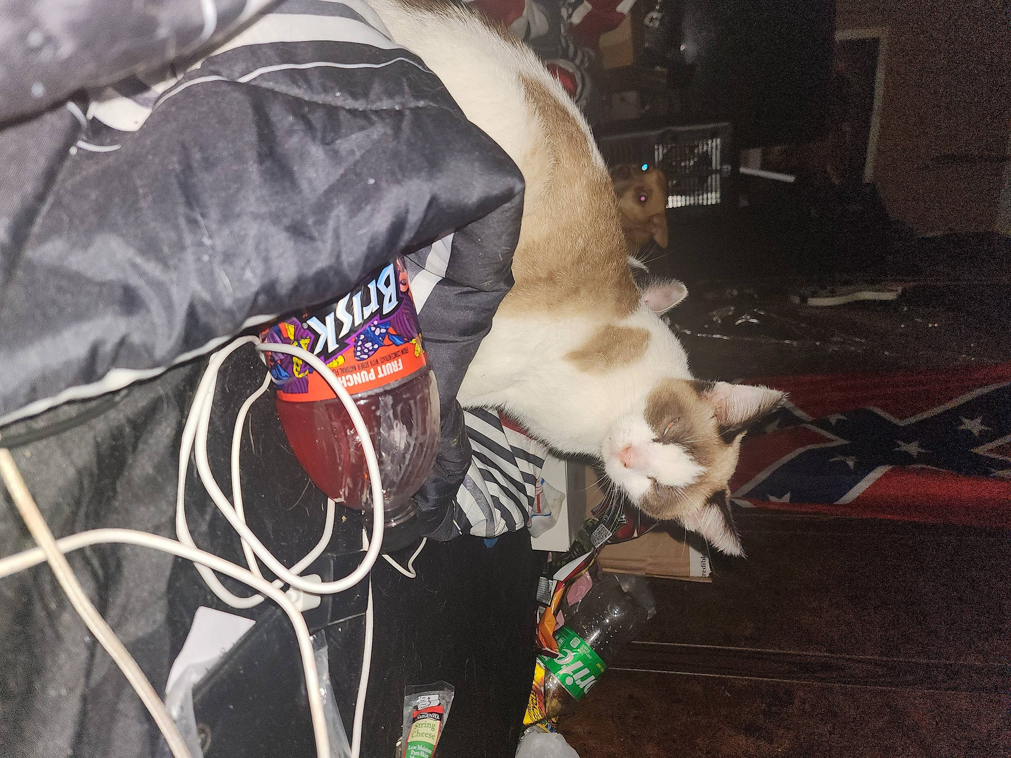 Phineas is registered to the contest to win money with this photo: audio_equipment, box, cable, carnivore, cat, collar, dog_breed, domestic_short_haired_cat, electrical_supply, electrical_wiring, fawn, felidae, fur, lap, room, small_to_medium_sized_cats, sporting_group, tail, whiskers, wire