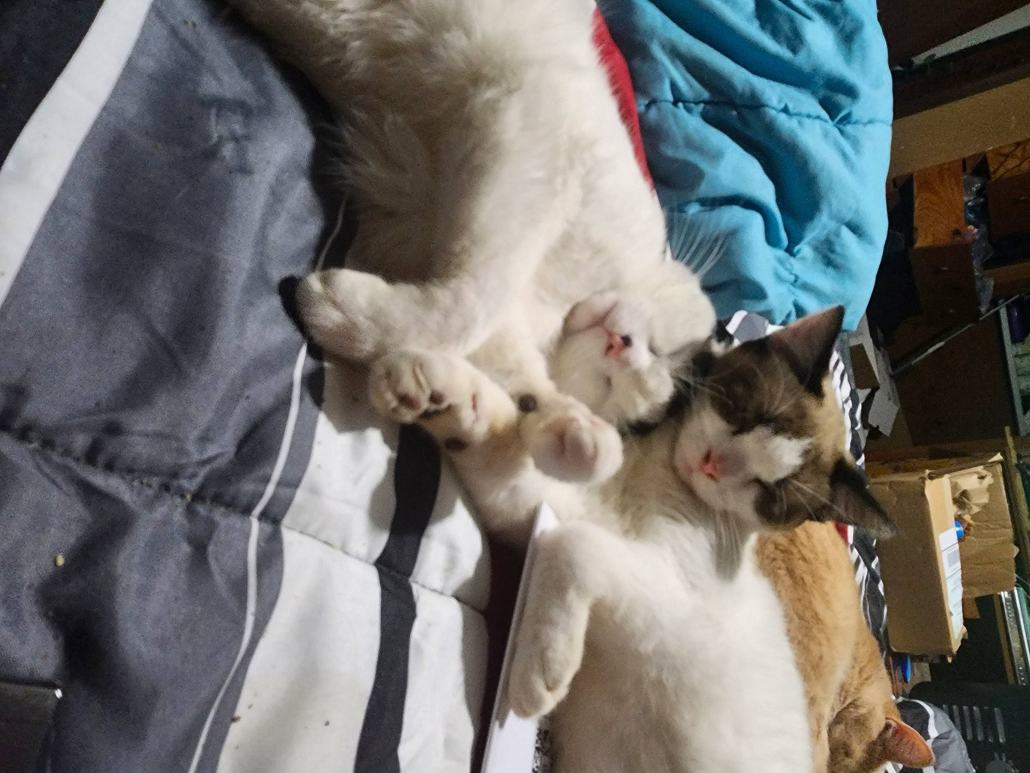 Phineas is registered to the contest to win money with this photo: canidae, carnivore, cat, comfort, domestic_short_haired_cat, fang, fawn, felidae, fur, linens, paw, small_to_medium_sized_cats, tail, thai, whiskers