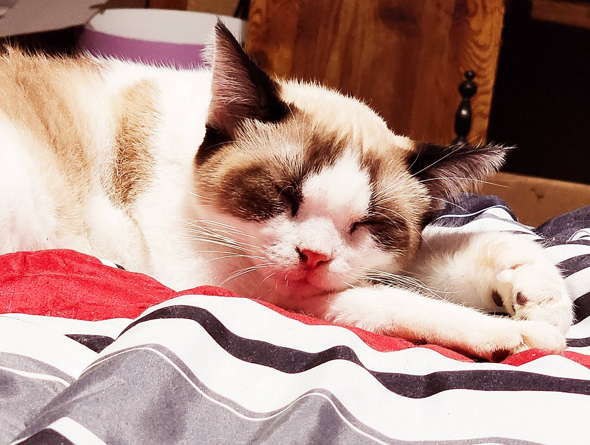 Phineas joined the competition — help win amazing prizes! carmine, carnivore, cat, cat_supply, comfort, domestic_short_haired_cat, felidae, fur, linens, nap, pattern, paw, small_to_medium_sized_cats, snout, whiskers