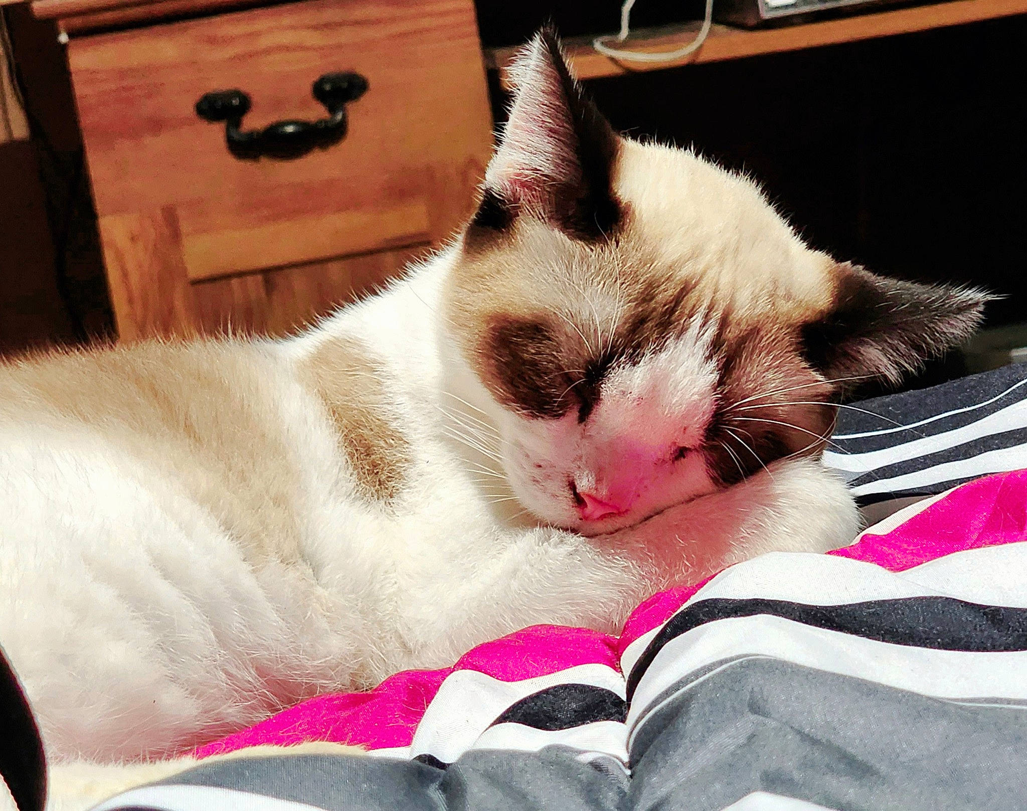 Phineas joined the competition — help win amazing prizes! carmine, carnivore, cat, cat_supply, claw, comfort, domestic_short_haired_cat, fawn, felidae, fur, linens, nap, paw, pet_supply, small_to_medium_sized_cats, snout, square, tail, whiskers