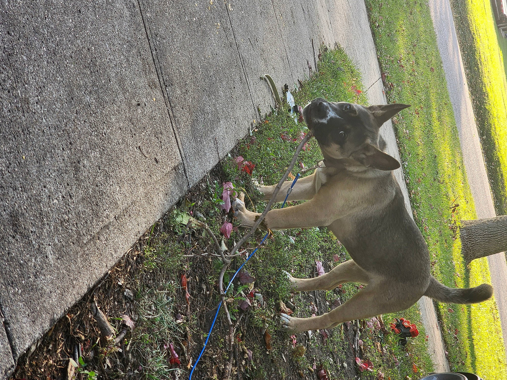 Kora joined the competition — help win amazing prizes! asphalt, canidae, carmine, carnivore, collar, companion_dog, concrete, dog, dog_breed, fawn, grass, leash, pet_supply, plant, road_surface, shadow, snout, sporting_group, tail, working_animal