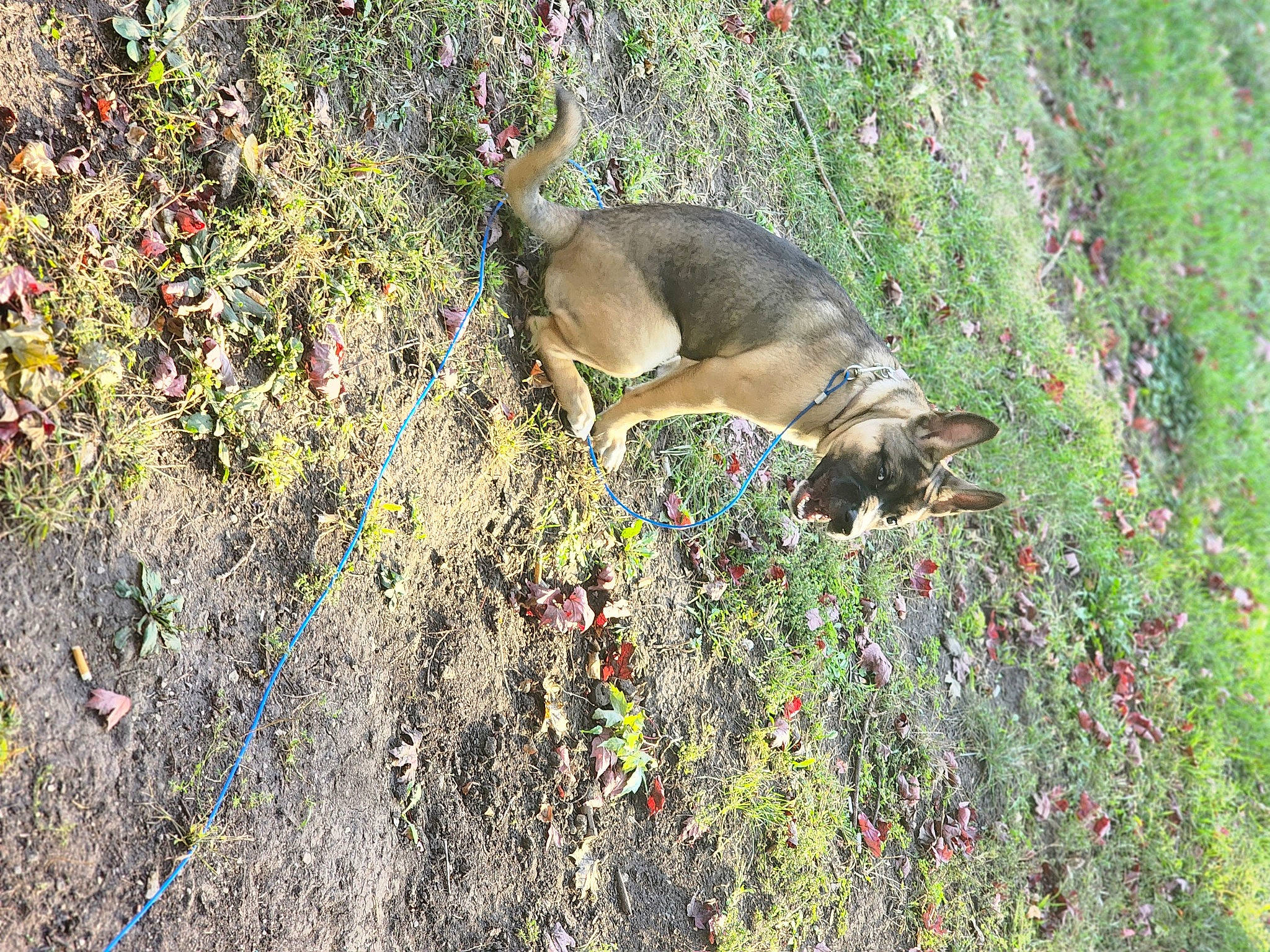 Kora is registered to the contest to win money with this photo: canidae, carnivore, dog, dog_breed, fawn, flower, grass, groundcover, marsupial, plant, shrub, soil, sporting_group, tail, terrestrial_animal, tree, wildlife