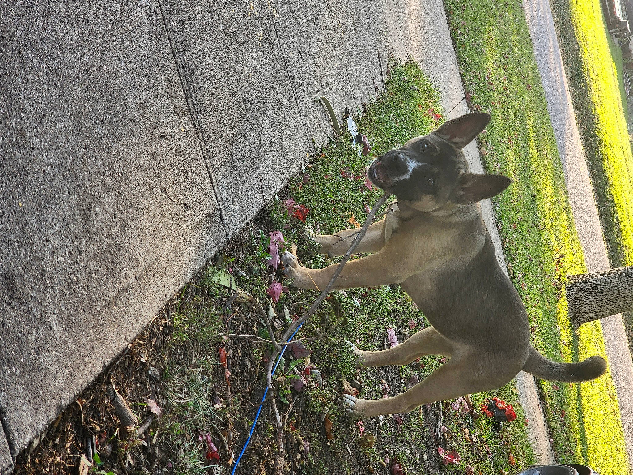 Kora is registered to the contest to win money with this photo: asphalt, canidae, carnivore, collar, companion_dog, dog, dog_breed, dog_collar, dog_supply, fawn, grass, leash, pet_supply, plant, road_surface, snout, sporting_group, tail, tar, working_animal