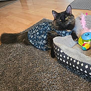 Charlie is registered to the contest to win money with this photo: animal, black_cat, blue_dress, carpet, cat, cozy, curious, cute, domestic_pet, feline, floor, floral_pattern, fluffy, home, indoor, looking_at_camera, pet_bed, relaxed, resting, toys