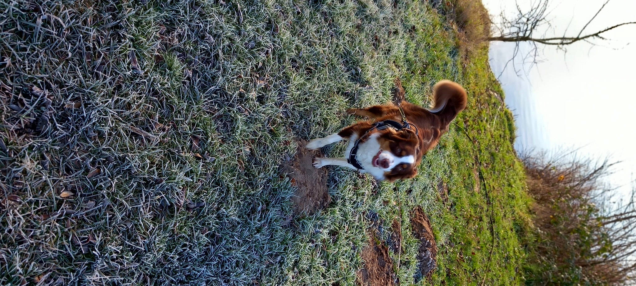 Shelby a rejoint le concours — aidez-le/la à gagner de superbes lots ! canidae, carnivore, companion_dog, dog, dog_breed, fawn, grass, grazing, groundcover, pasture, plant, red_panda, scent_hound, snout, soil, sporting_group, tail, terrestrial_animal, wildlife, wood
