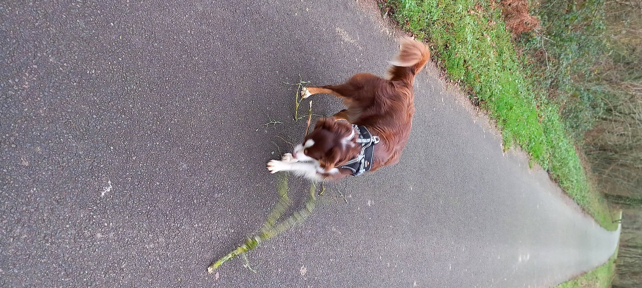 Shelby a rejoint le concours — aidez-le/la à gagner de superbes lots ! asphalt, carnivore, companion_dog, concrete, dog, dog_breed, fawn, grass, leash, liver, paw, road_surface, shadow, sidewalk, soil, sporting_group, street_dog, tail, tar, working_animal